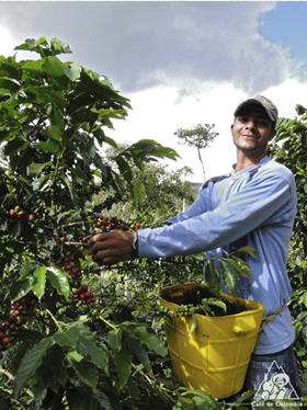 コロンビアは、他国に先駆け、また全国一丸となって環境保護や持続可能なコーヒー生産に取り組んできた