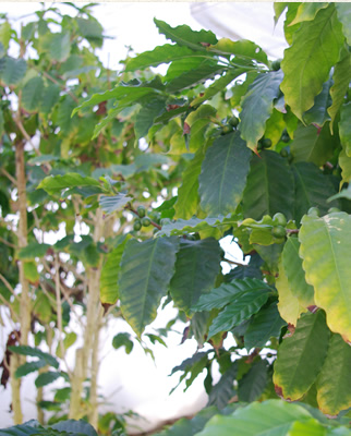 ▲お店の裏手には温室があり、コーヒーの木を栽培している。実際に収穫も可能で、コーヒーがどうやって出来るのかを教えるには絶好の教材となる。（枝に実っているのがコーヒーの実）