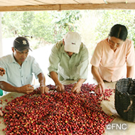 高品質なコロンビアコーヒーを安定的に生産する基盤を作っています